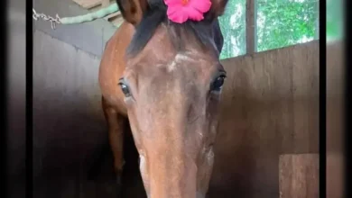 日本の象徴的な負け犬競走馬ハルウララが29歳で死去